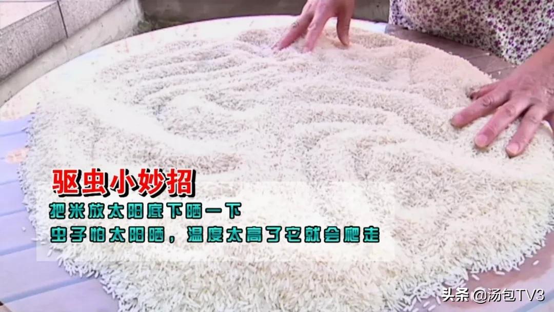 大米生虫子还能吃吗,大米生虫子还能炒吗