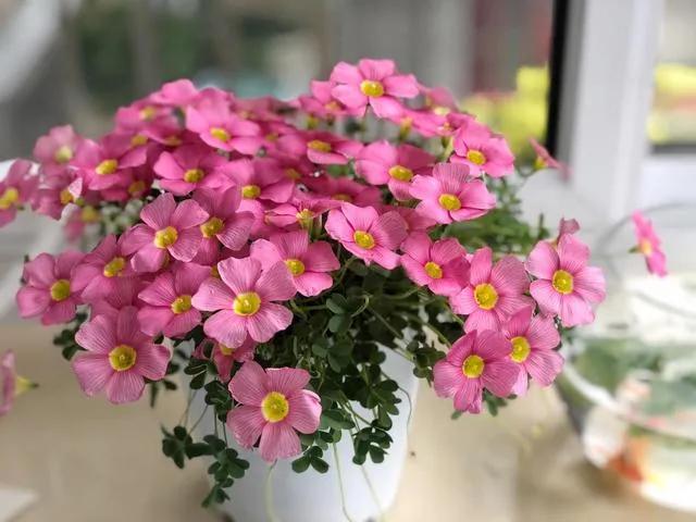 最好看的草花照片,各种草花图