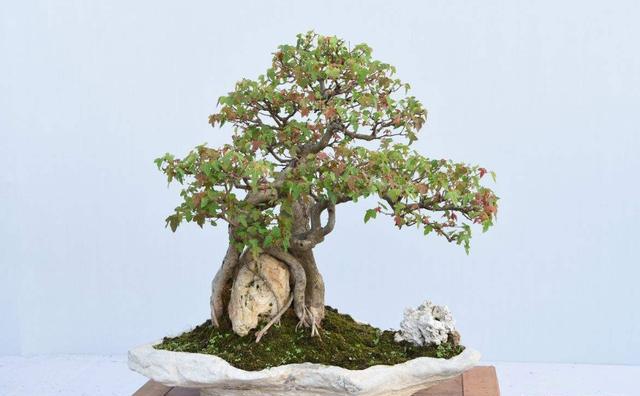 家中植物不开花用营养土可以吗,营养土哪种最好养