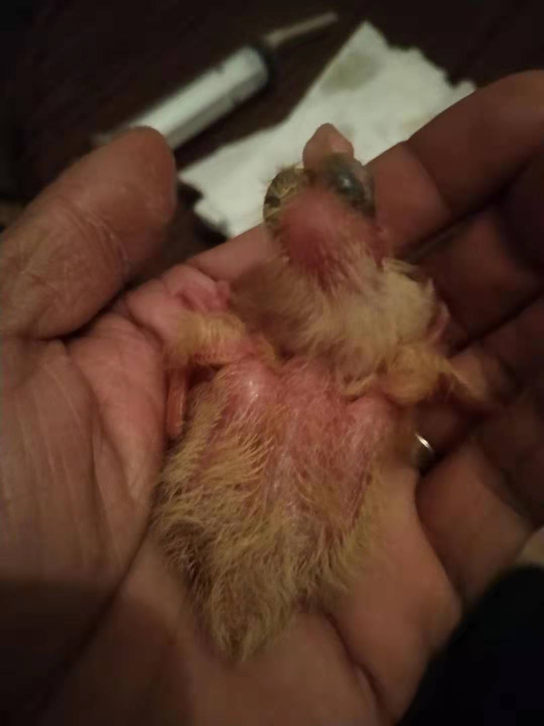 人工孵化鸽苗出壳几小时开始喂食,人工孵化幼鸽0到30天成长过程