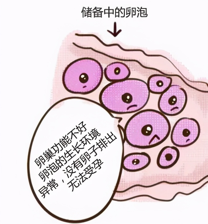 卵巢功能检查做什么项目,amh是判断卵巢功能的标准吗