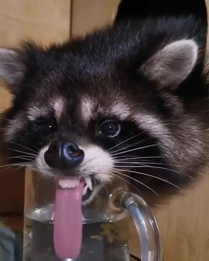 搞笑小浣熊图片,可爱的浣熊图片卡通