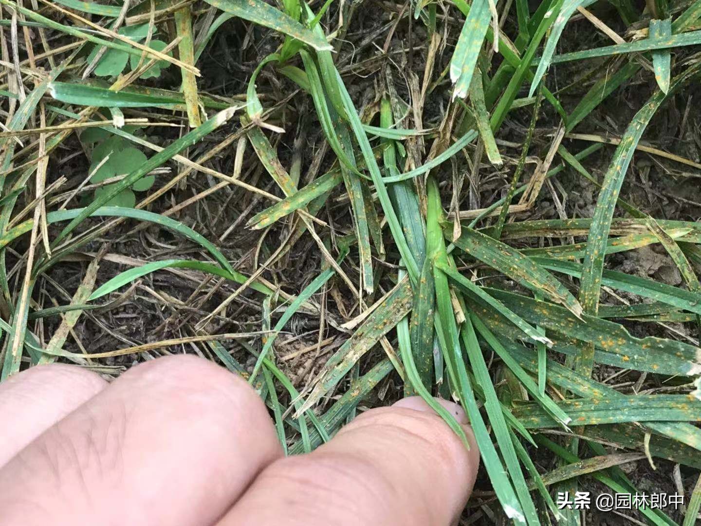 秋季草坪维护,入冬了草坪需要修剪吗