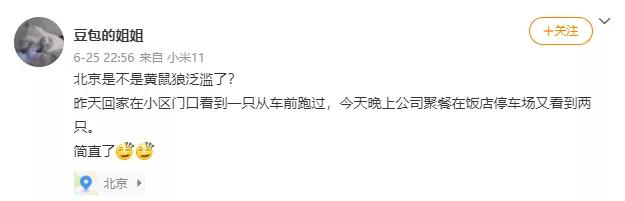 北京的黄鼠狼,北京市区黄鼠狼