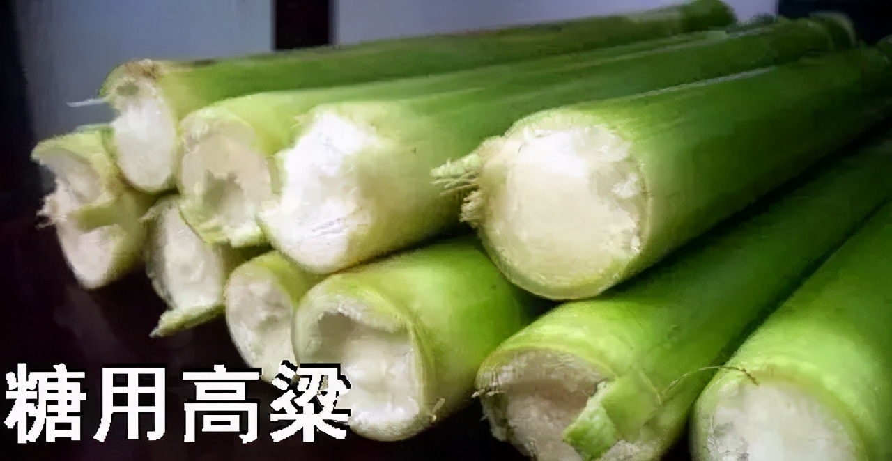 高粱全世界都有吗,高粱为何如今在中国很少见了