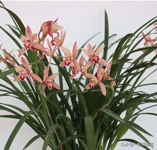 家庭养花开花的方法,家庭养花怎么养才能开花