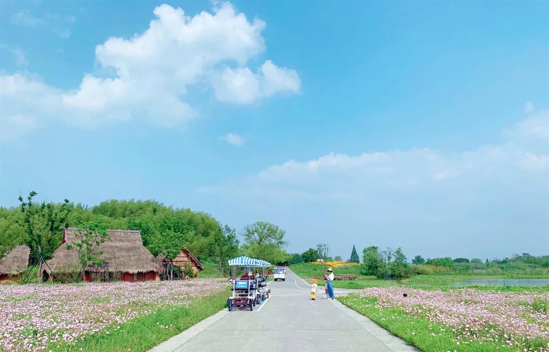 美美美!余杭七大花海组团来袭,遍地繁花好似人间仙境