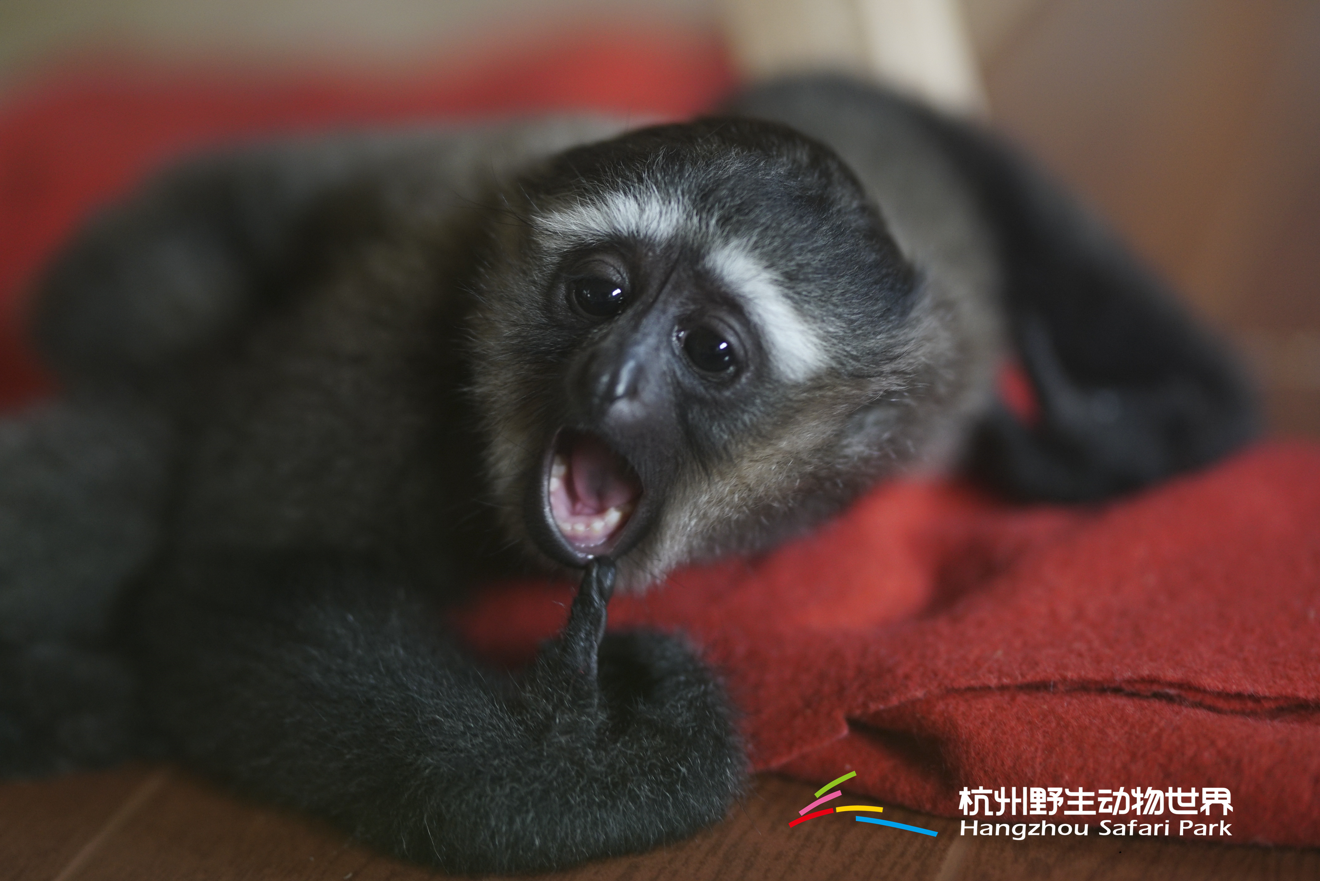 长臂猿女生,长臂猿女孩