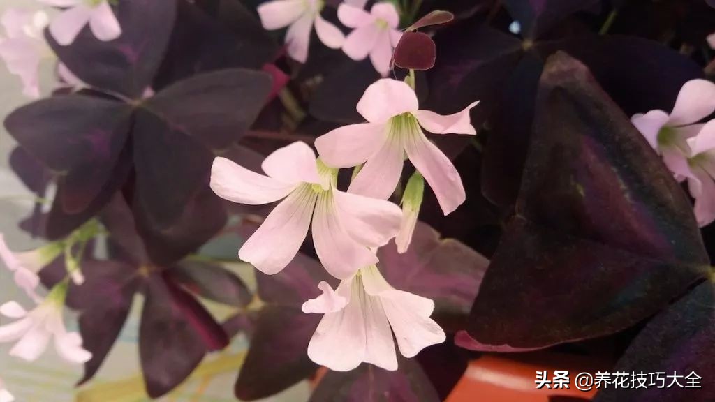 幸运草块茎,紫色幸运草种植的注意事项