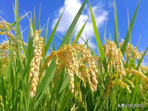 水稻种植都需要用什么推广技术,水稻种植的改进措施