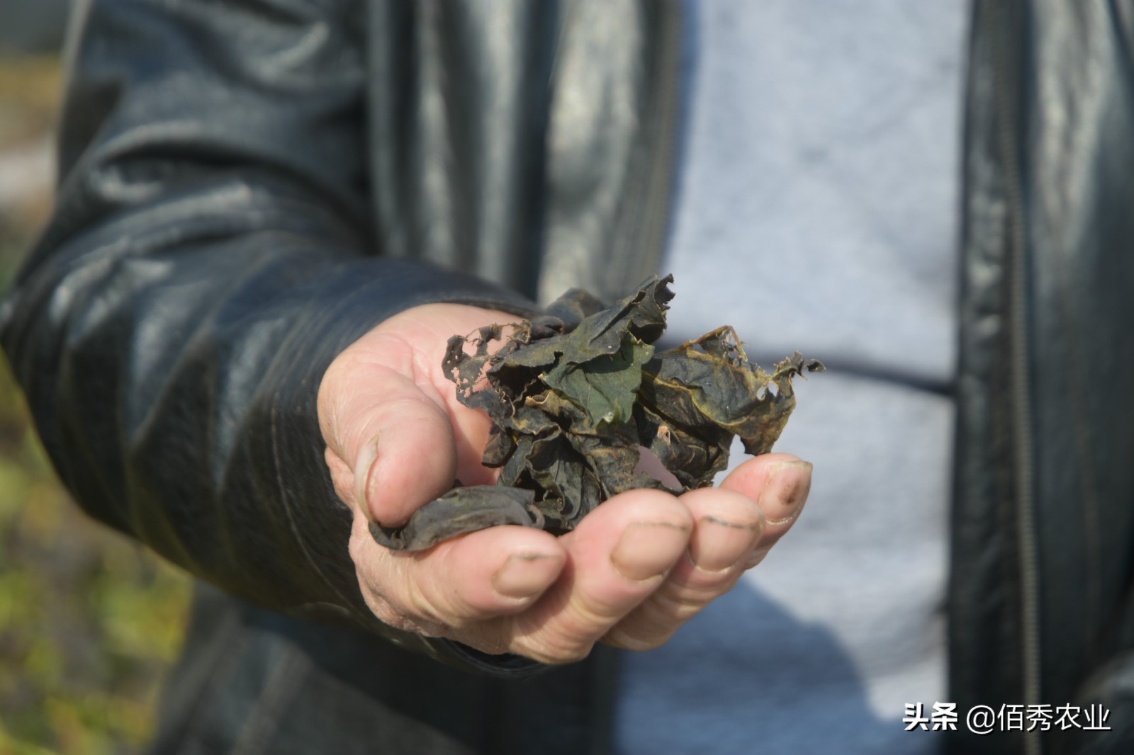 霜打过的菜为啥是甜的,霜打的蔬菜为什么会甜