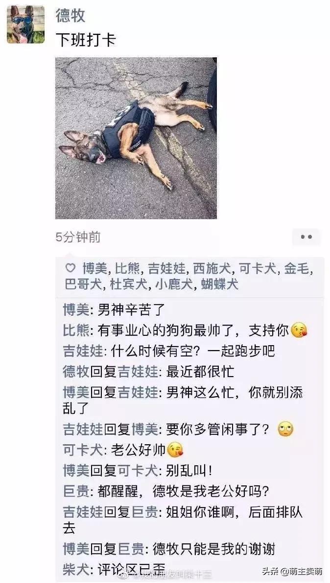 狗拟人化的性格,各种狗狗拟人化