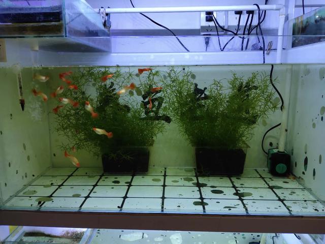 观赏鱼能长期不见鱼吗,观赏鱼直接放缸里会死吗