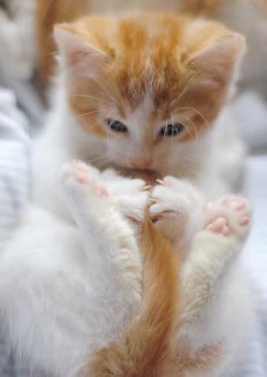 星巴克猫爪飘起来的杯子,星巴克紫樱猫爪杯价格