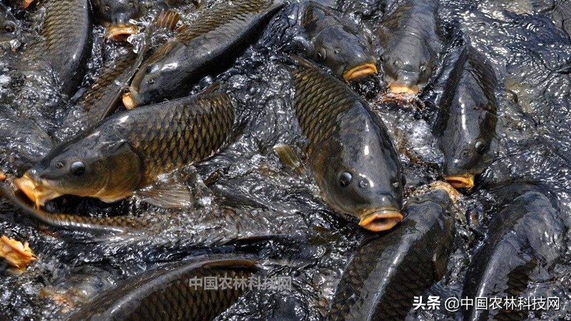 春节快到了买年货注意什么,过年海鲜干货类年货必备