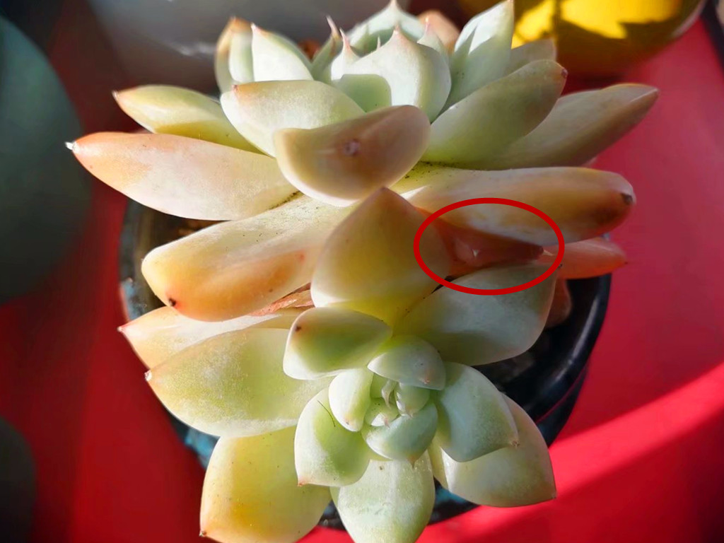 多肉叶片化水是什么原因造成的,多肉淋雨叶片化水怎么办