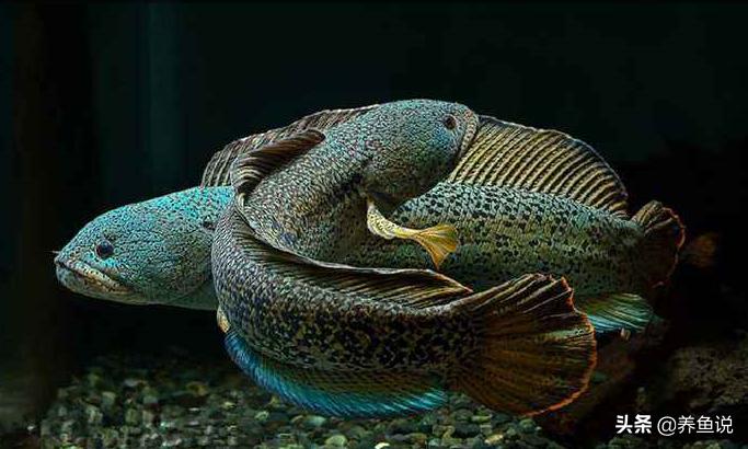 养金龙鱼会好养吗,金龙鱼红龙鱼怎么养才是正确