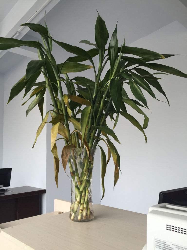 养花水臭怎么办,养花臭水烂根