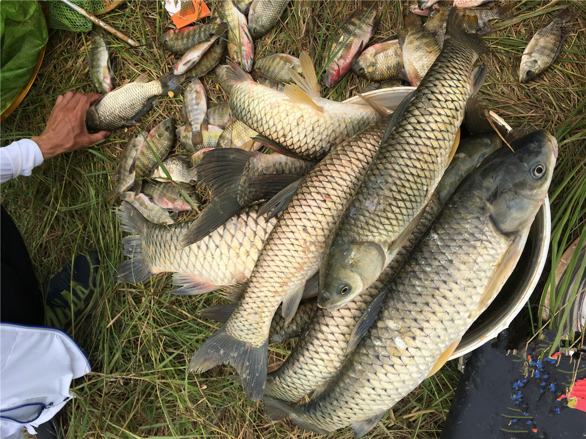 钓鱼用粗线大钩的缺点,大钩粗子线钓鱼效果好吗