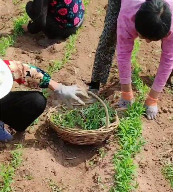 “吉报彩练”帮您办！粉条润滑米饭香，苏籽苏油有营养