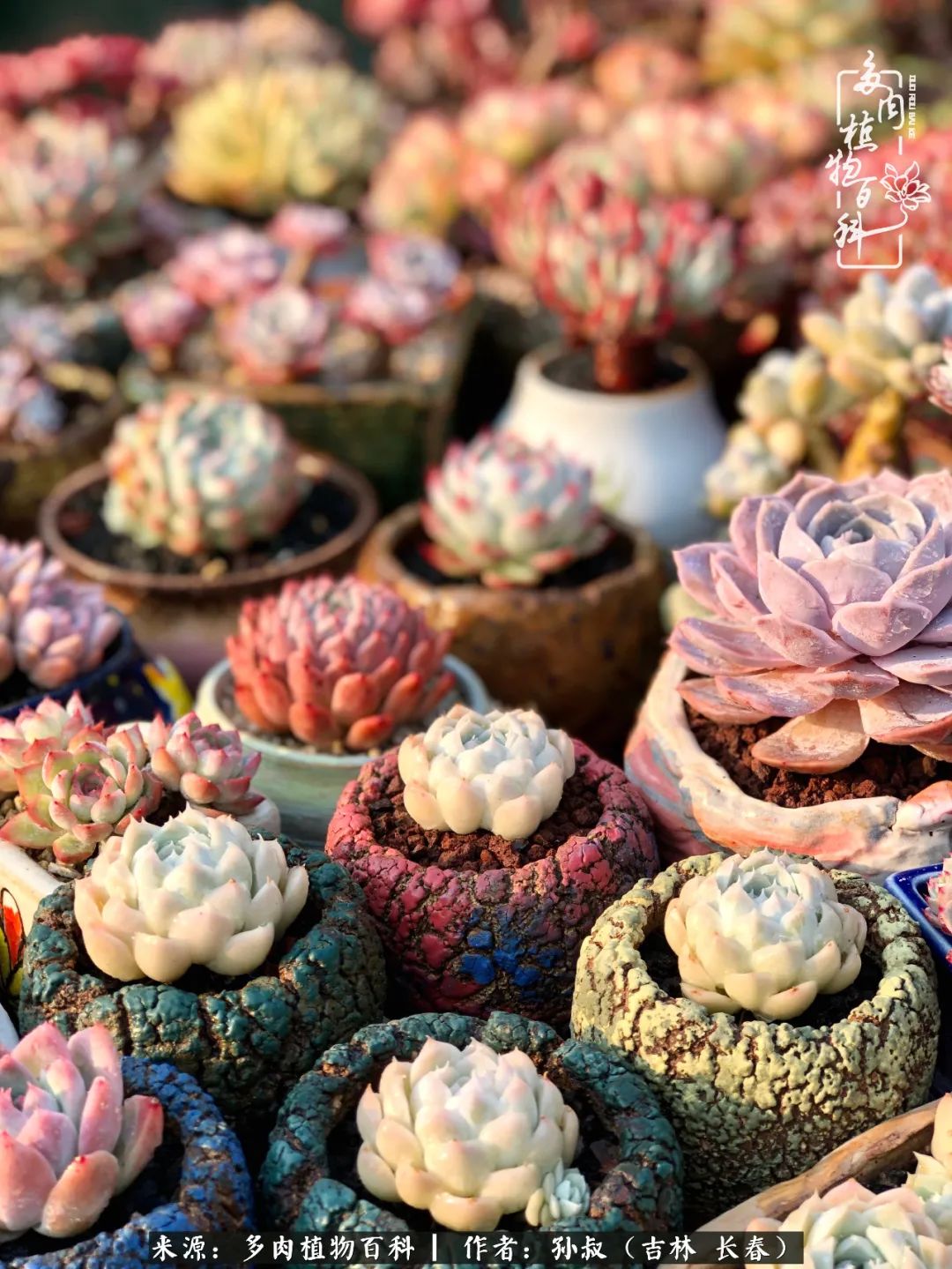 与多肉一起成长,与多肉相伴