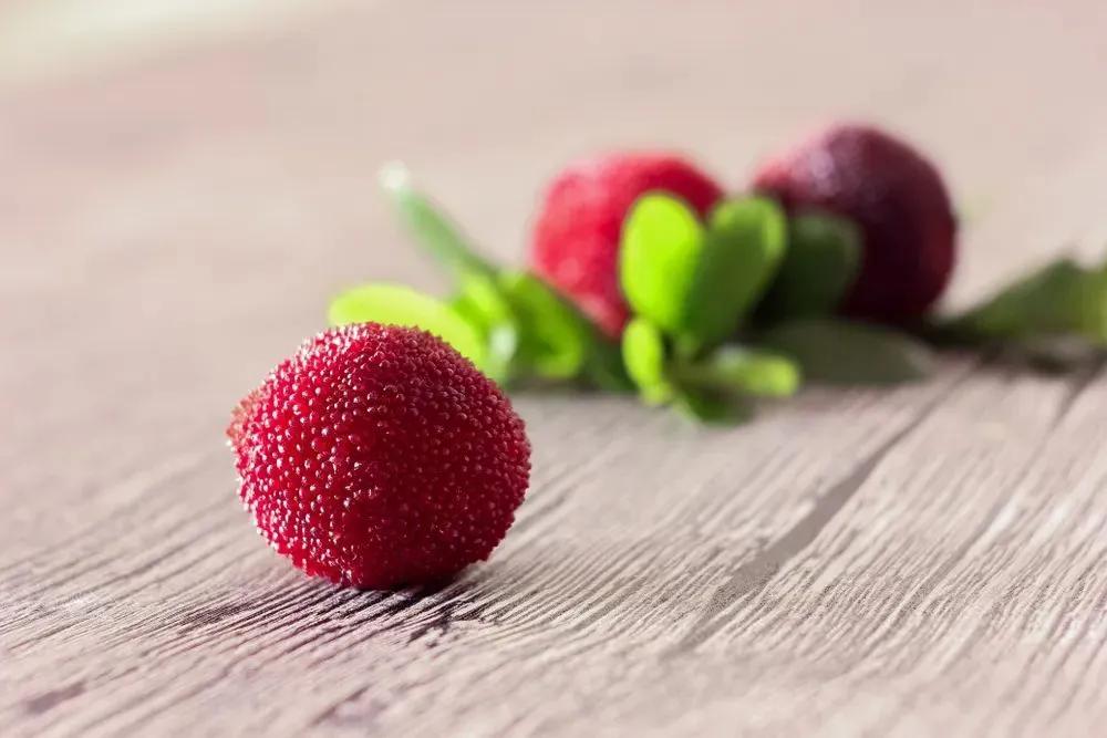 杨梅有虫不,杨梅有虫子能放心大胆吃吗