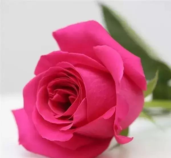 100种玫瑰品种图鉴大全,100种玫瑰品种图解