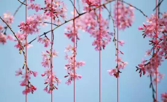 拍摄花卉视频如何构图好看,美术简单花卉图画构图简单