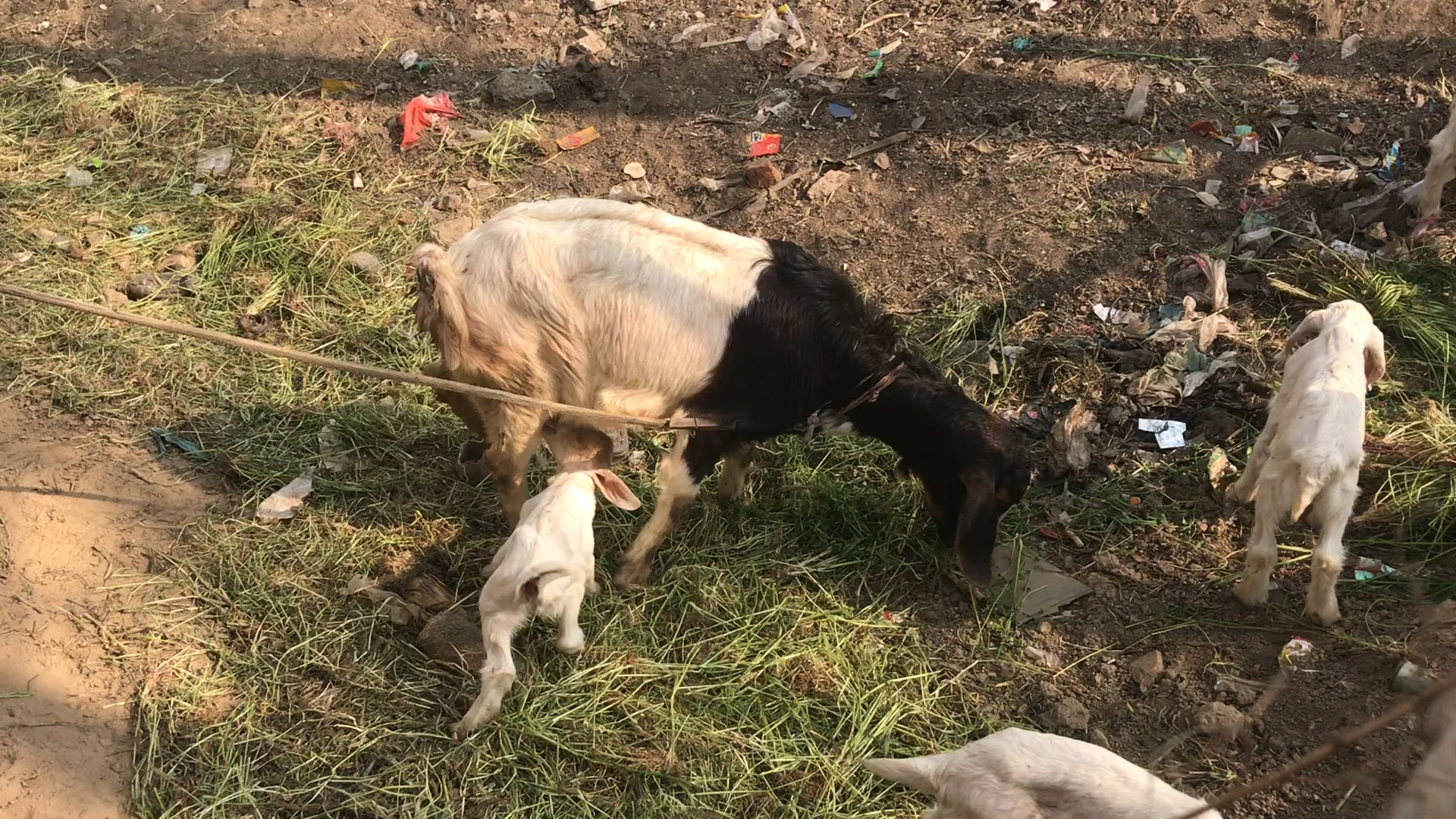 羊寄生虫怎么治,如何预防羊寄生虫