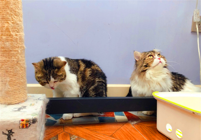 猫和尾巴是两种不同的生物？猫尾长期不动并不正常，小心爱猫瘫痪