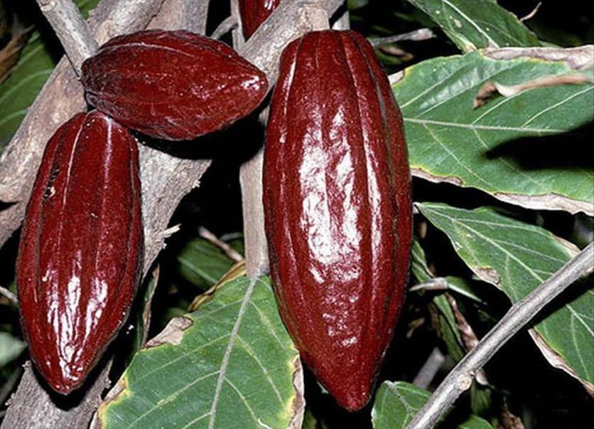 百种味道的果子,四季百种果子图片