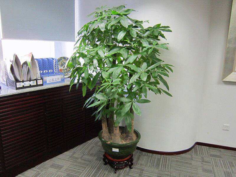 发财树叶子怎么养才能爆盆,发财树叶片怎么养