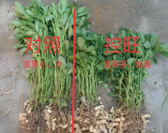 花生控旺用多效唑对花生有影响吗,花生控旺剂用什么药好