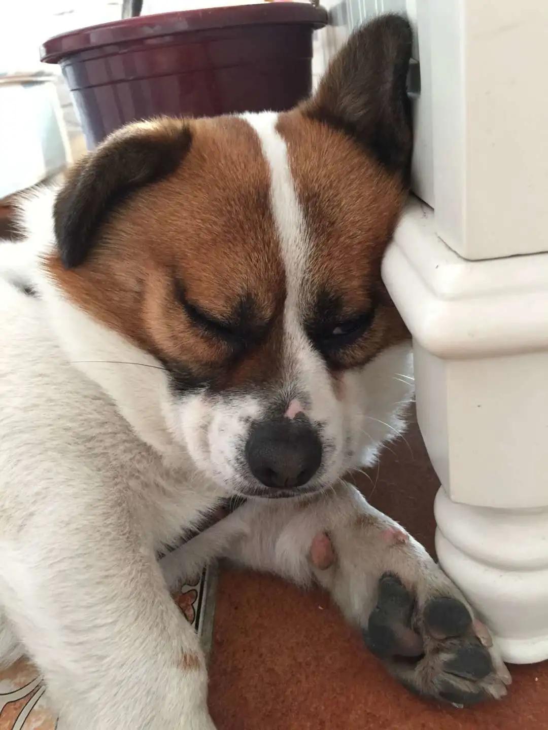 模仿狗狗睡姿,分享下你家狗子的睡姿