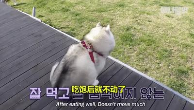 二哈为什么变瘦了,二哈太胖了必须要减肥