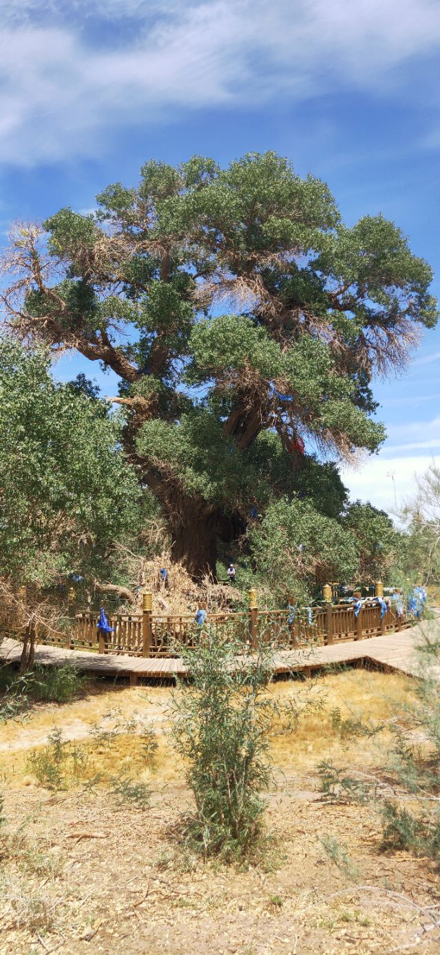 内蒙人嗓音为什么这么浑厚,内蒙人的温柔