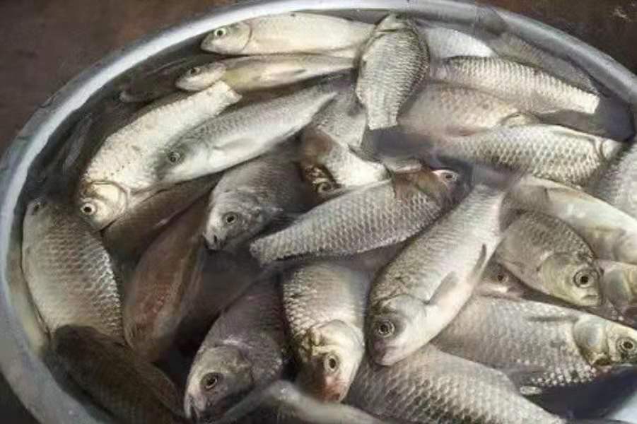 小鱼太多钓不上来一直空竿,为什么夏季钓不到板鲫