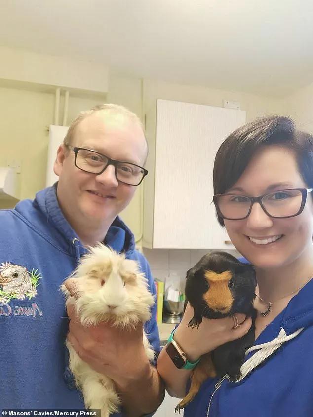 一群母豚鼠混入一只公豚鼠后：生几十只鼠崽，铲屎官年入几十万