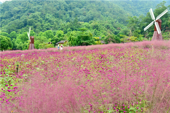 肇庆市粉黛乱子草,肇庆德庆盘龙峡薰衣草