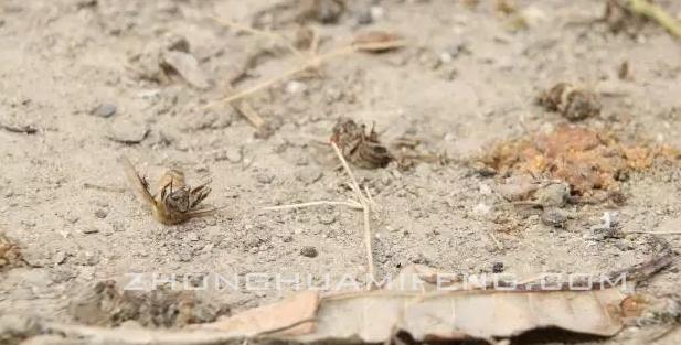 蜜蜂中毒怎么办,如何防治蜜蜂中毒