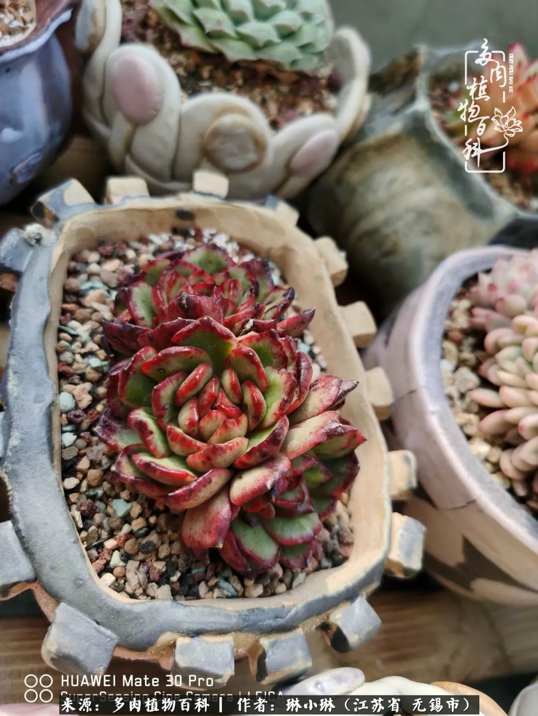 又到多肉变美时，一切都鼓励我积极向前