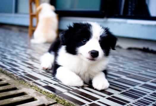 小奶狗为什么到家就吐,小奶狗到家总是叫