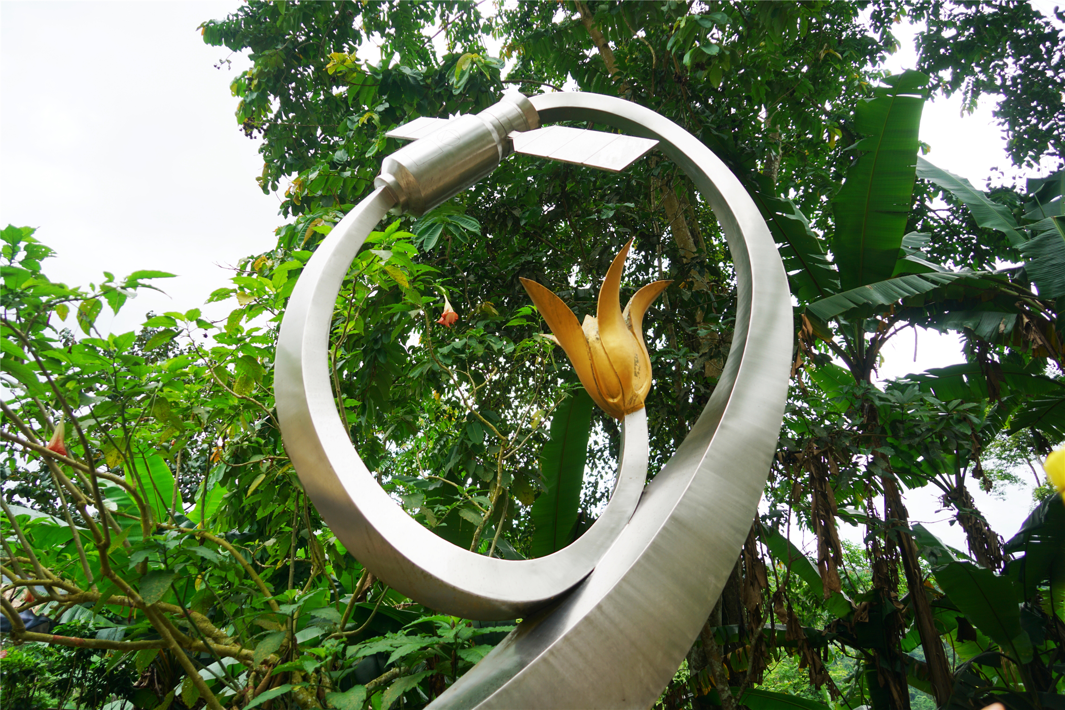 热带雨林丛林深处望天树图片,热带雨林中的望天树