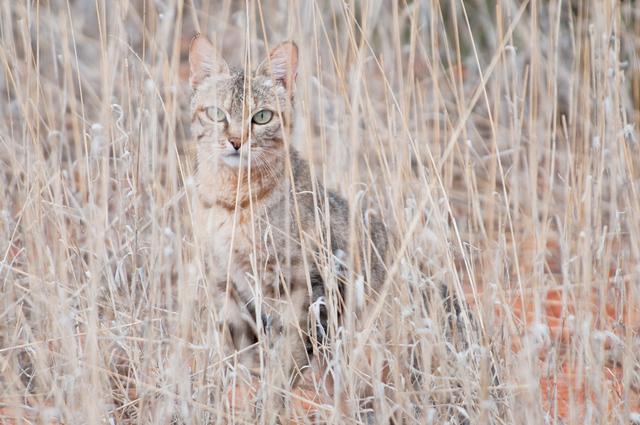 山猫是真的存在吗,山猫到底是什么动物
