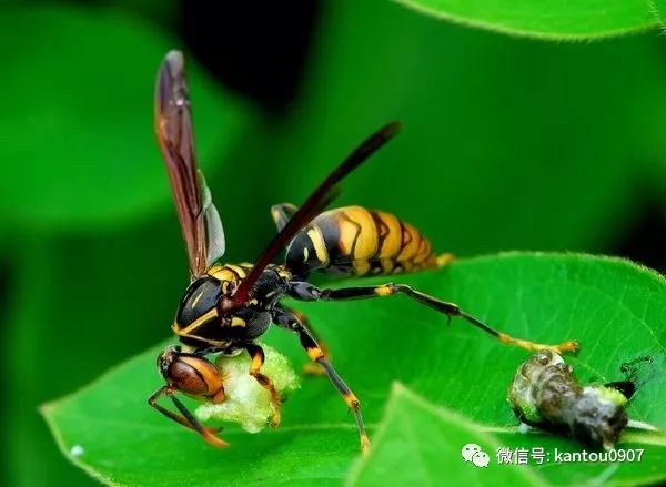 刚收的蜜蜂防逃方法,刚收回来的蜜蜂如何预防飞逃