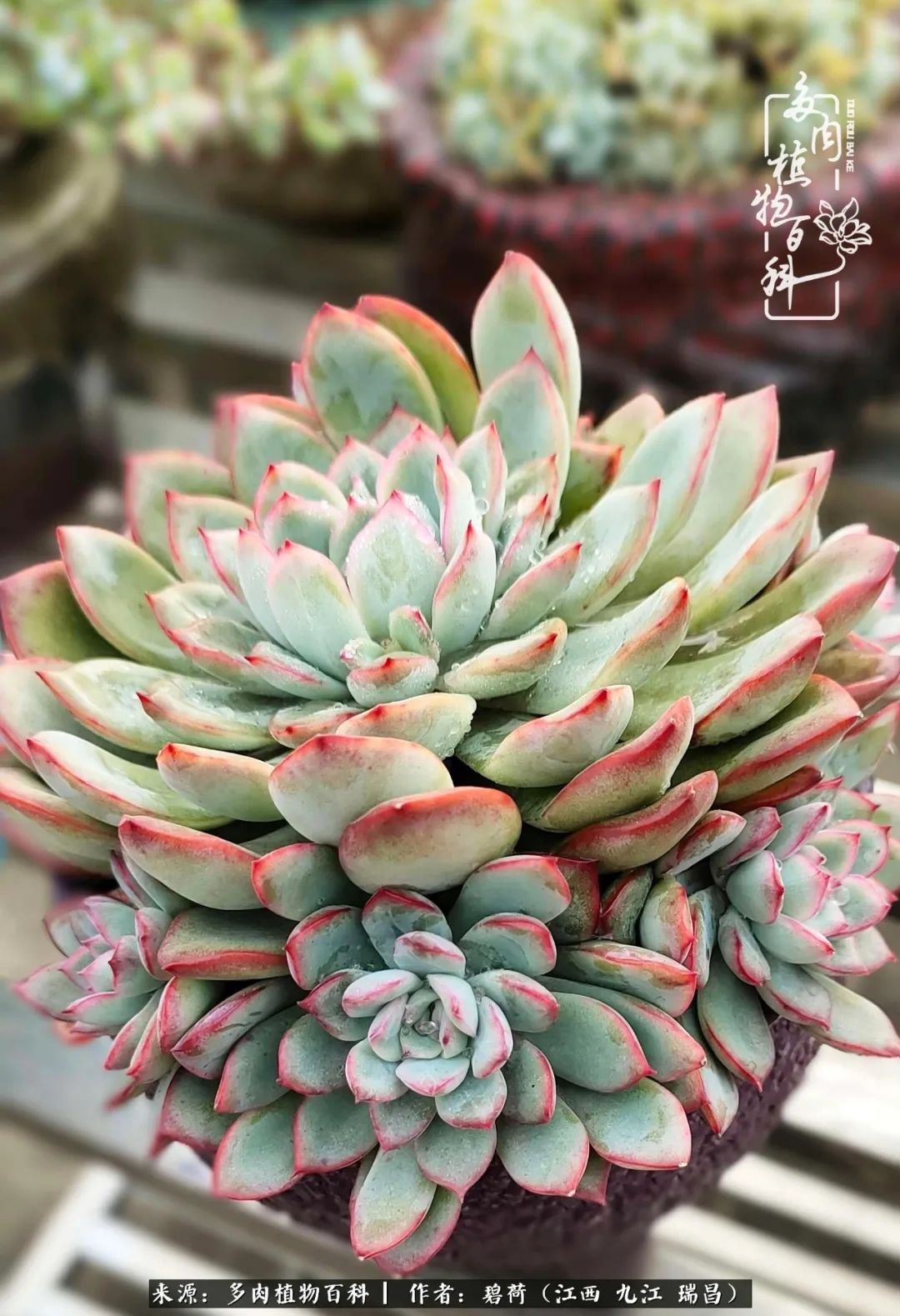 养了五年的多肉看到岁月的痕迹,经过一年春夏秋冬的轮回