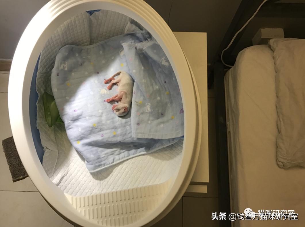 刚生的小猫母猫不在如何照顾,早产没长毛的小猫怎么救活