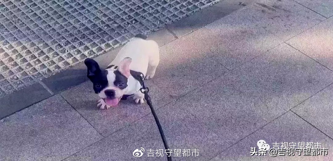 宠物狗路边玩耍被抱走后续,小狗在门口被人抱走了