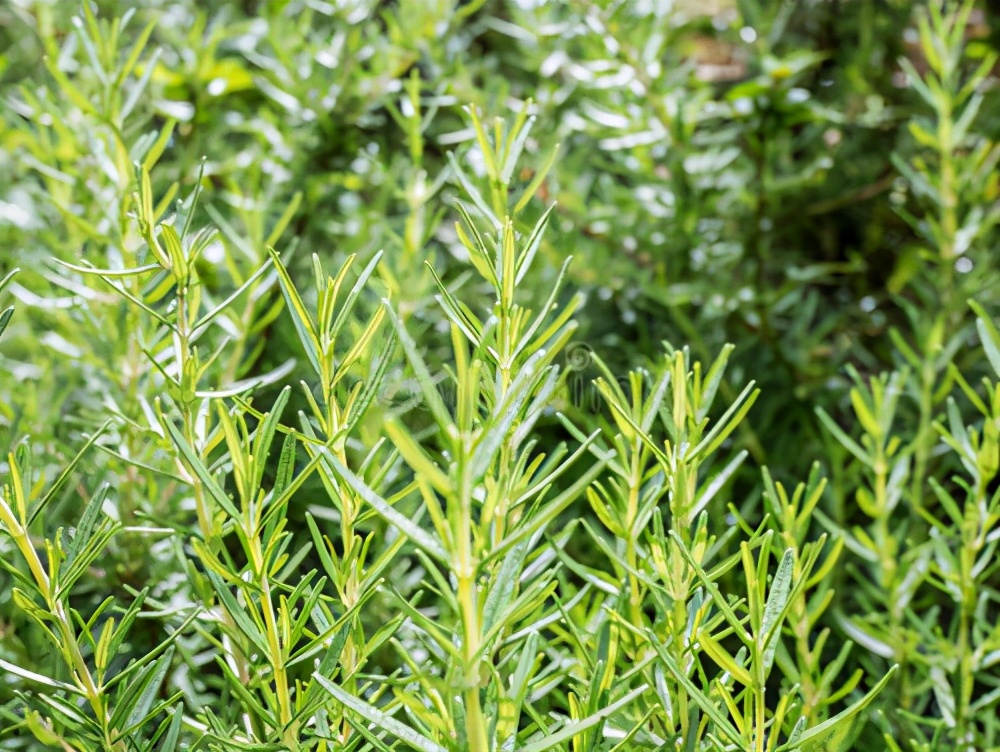 螨虫造成的头皮屑怎么治,头皮屑里有没有螨虫