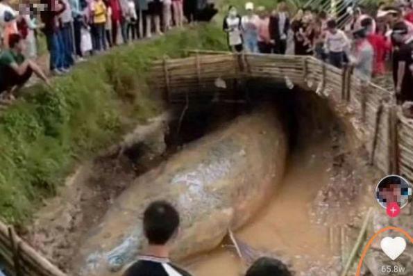 水库里的淡水鱼有多大,长江三峡鱼能长多少斤